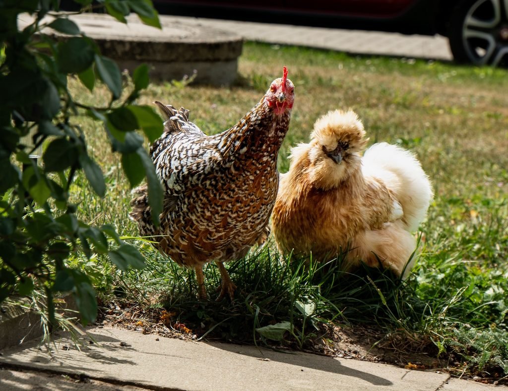 Roosters out in the open