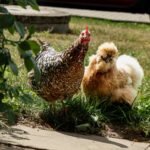 Silkie vs Other Bantam Roosters: Which Is Quieter? silkie vs bantam rooster