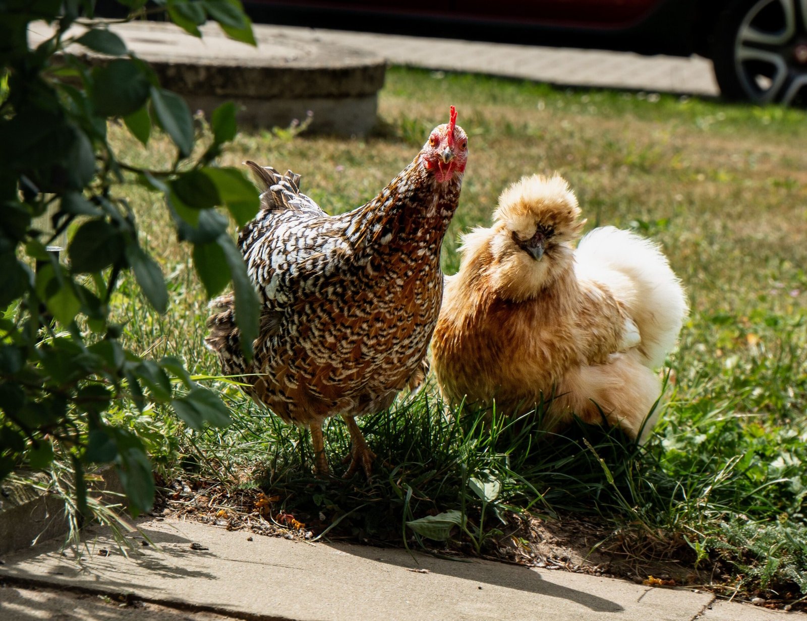 silkie vs bantam rooster
