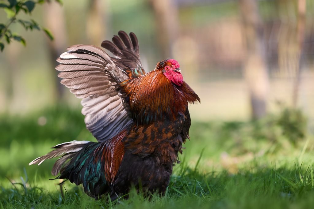 A bantam flapping its wings