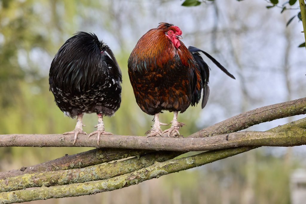 Roosters sitting on fence