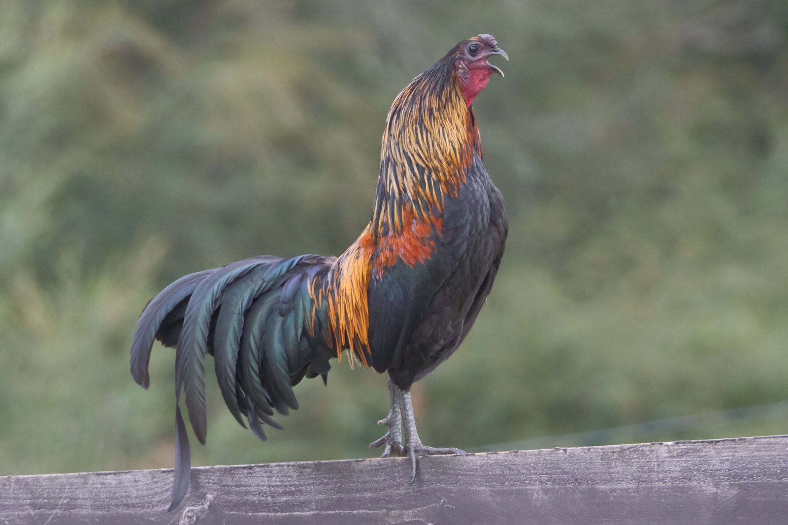 reduce early-morning rooster crowing