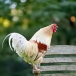 How Often Do Roosters Crow? how often do roosters crow