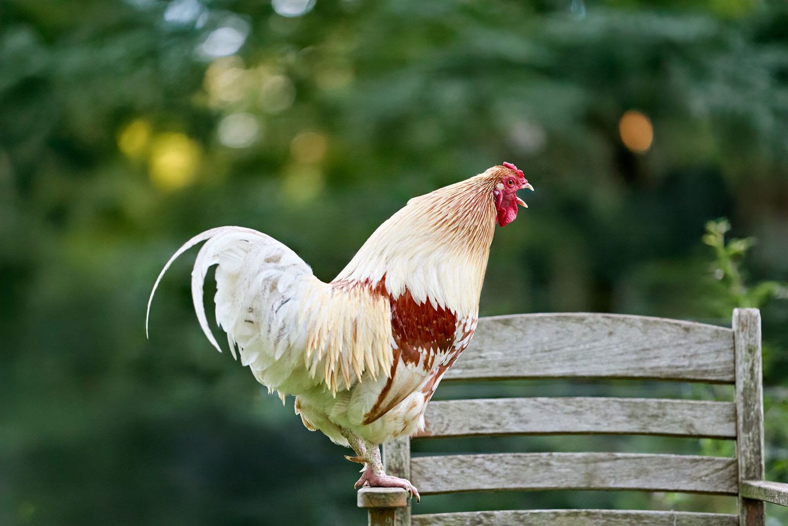 how often do roosters crow