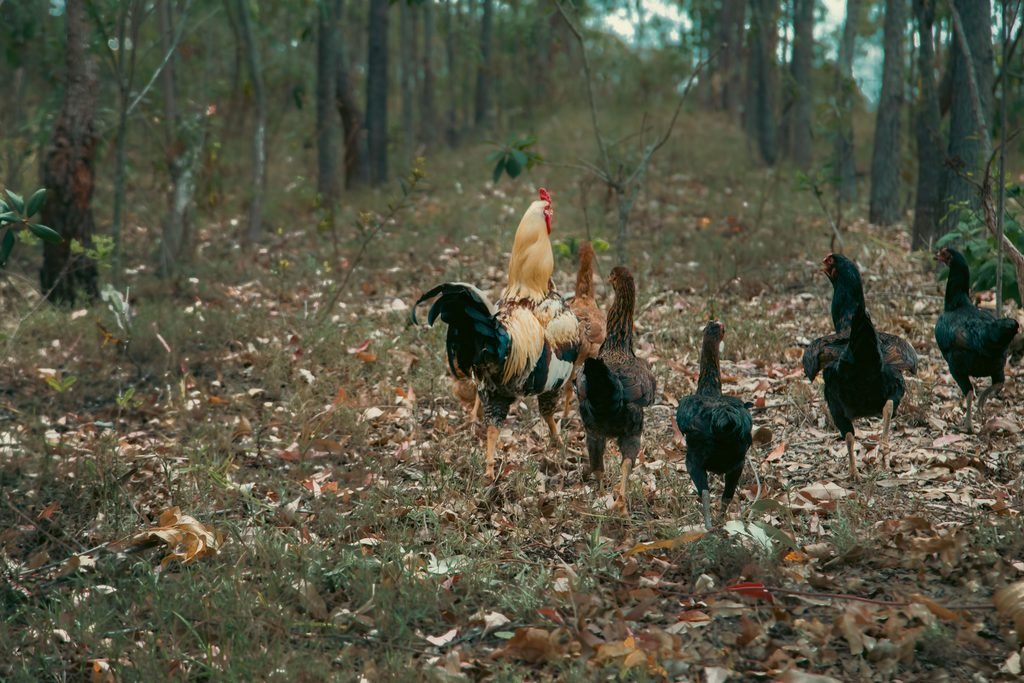 Roosters in the grass