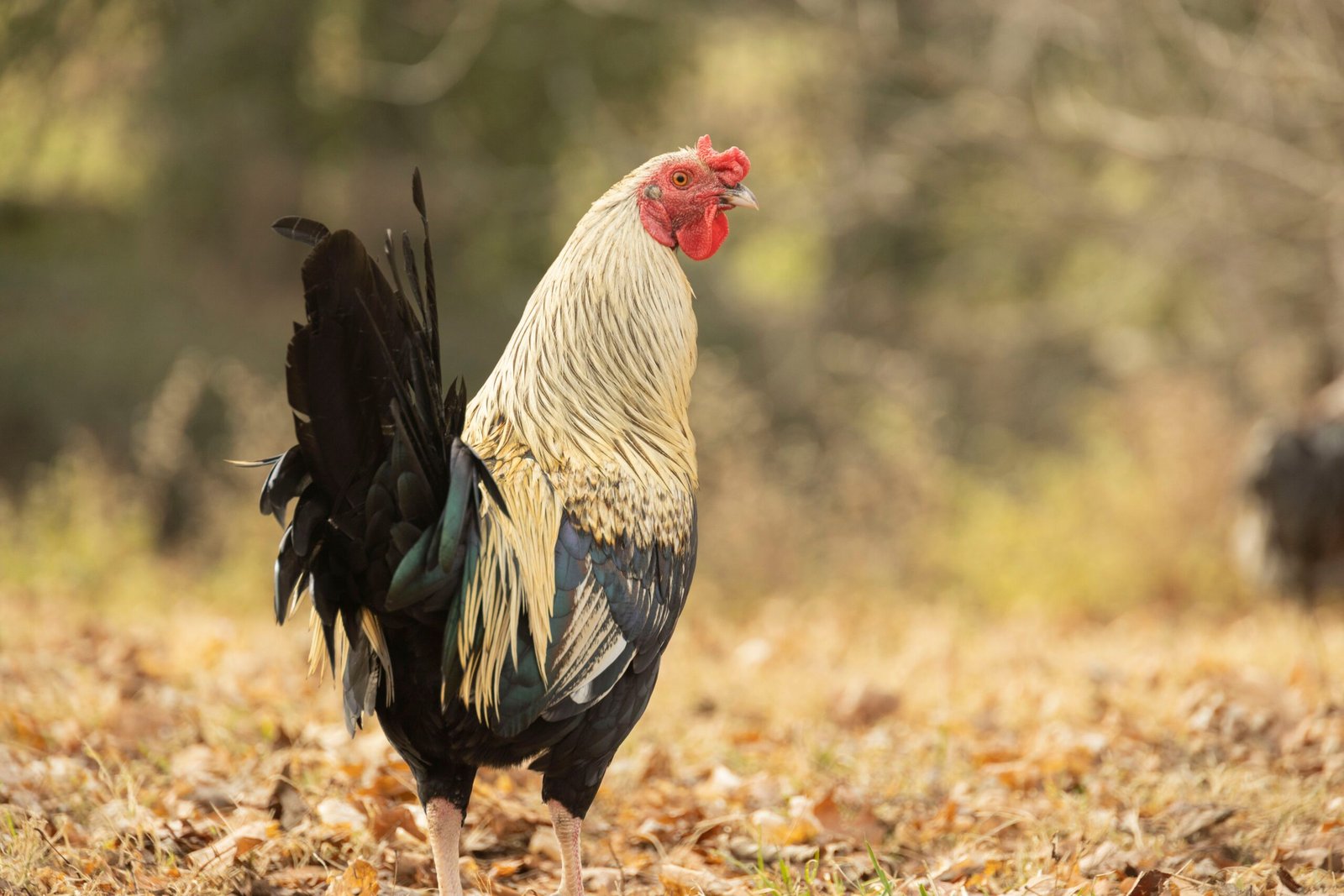 quiet bantam rooster breeds