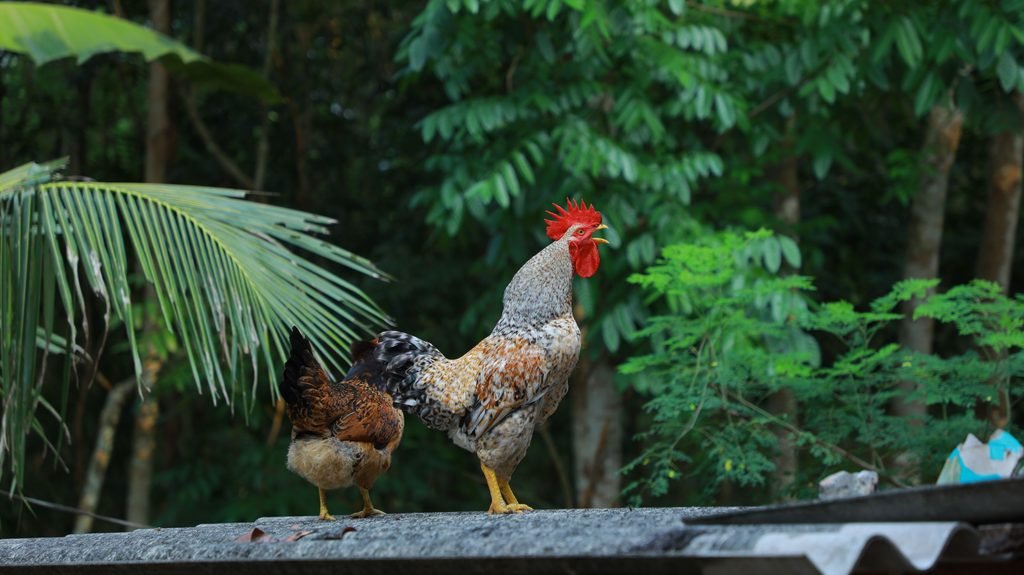 A rooster crowing over a roof