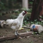 silkie rooster crowing noise