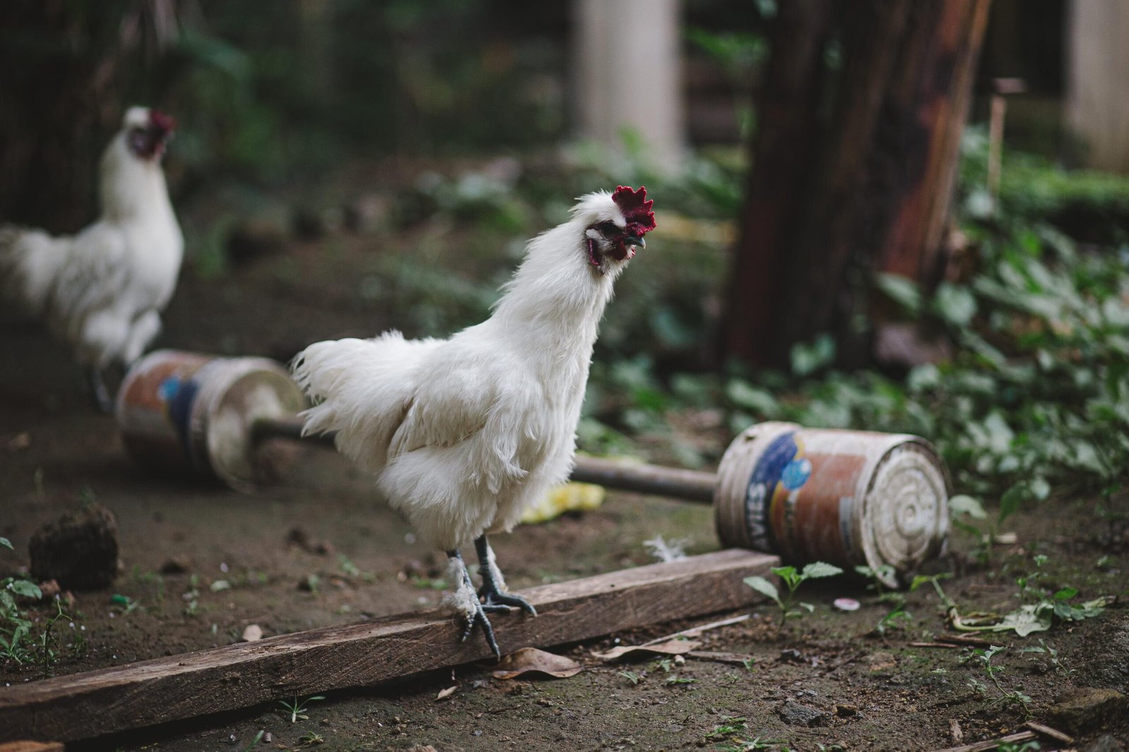 silkie rooster crowing noise