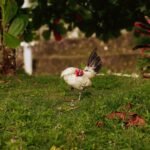 do smaller roosters crow less