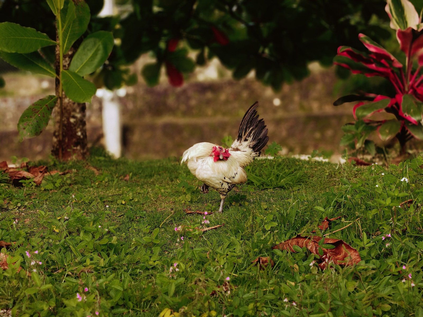 do smaller roosters crow less