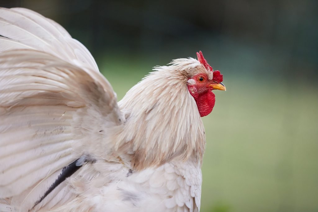 A bantam in the morning
