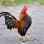 Do Bantam Roosters Crow Loudly? do bantam roosters crow loudly