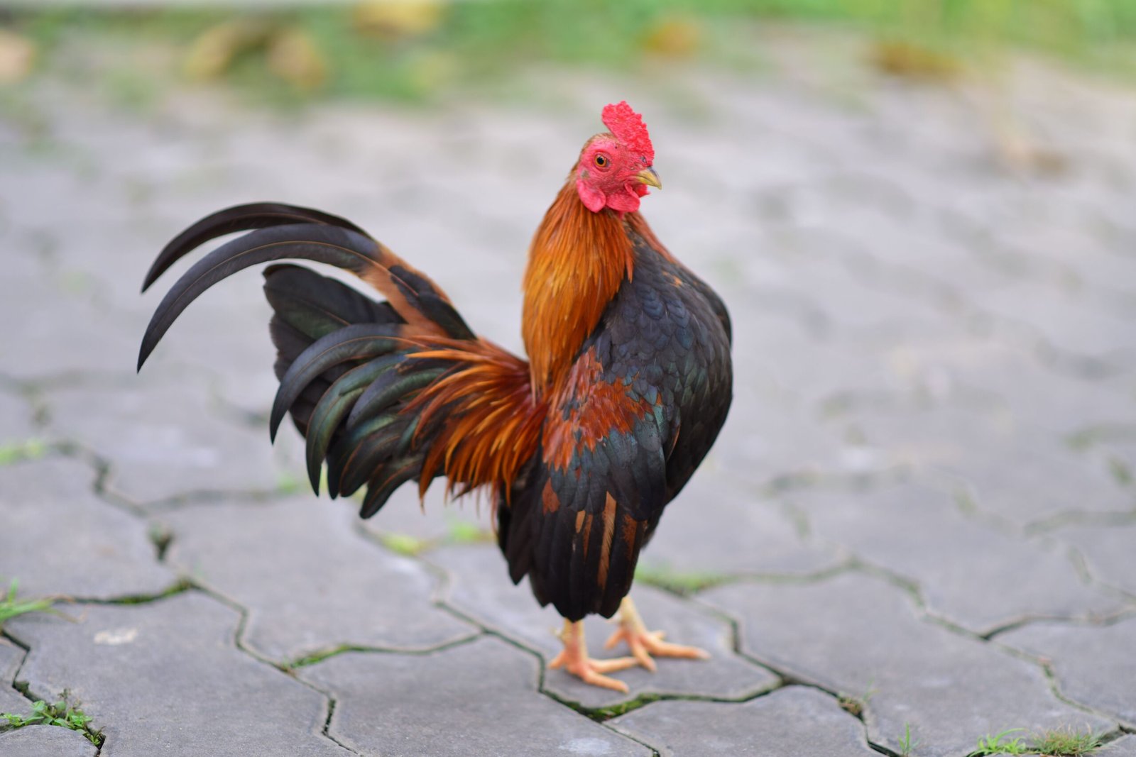 do bantam roosters crow loudly
