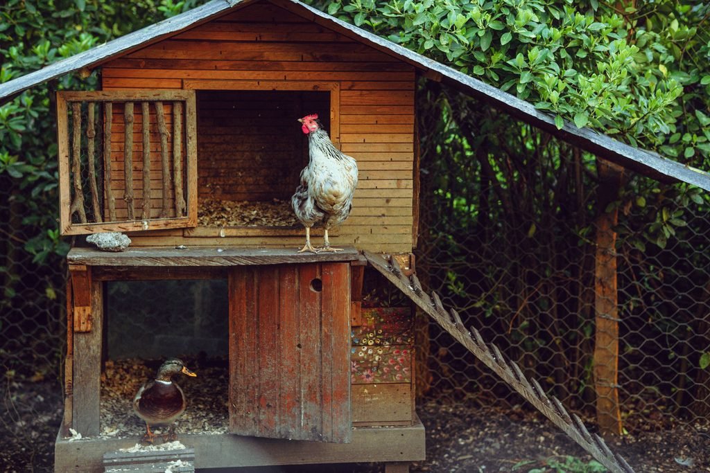 A rooster standing at the entrance of its coop in the morning