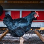 Can Neighbors Hear a Rooster Inside a Coop? can neighbors hear a rooster inside a coop