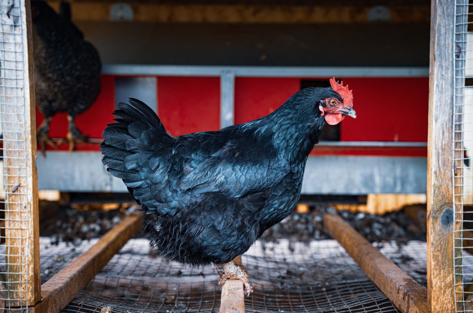 can neighbors hear a rooster inside a coop