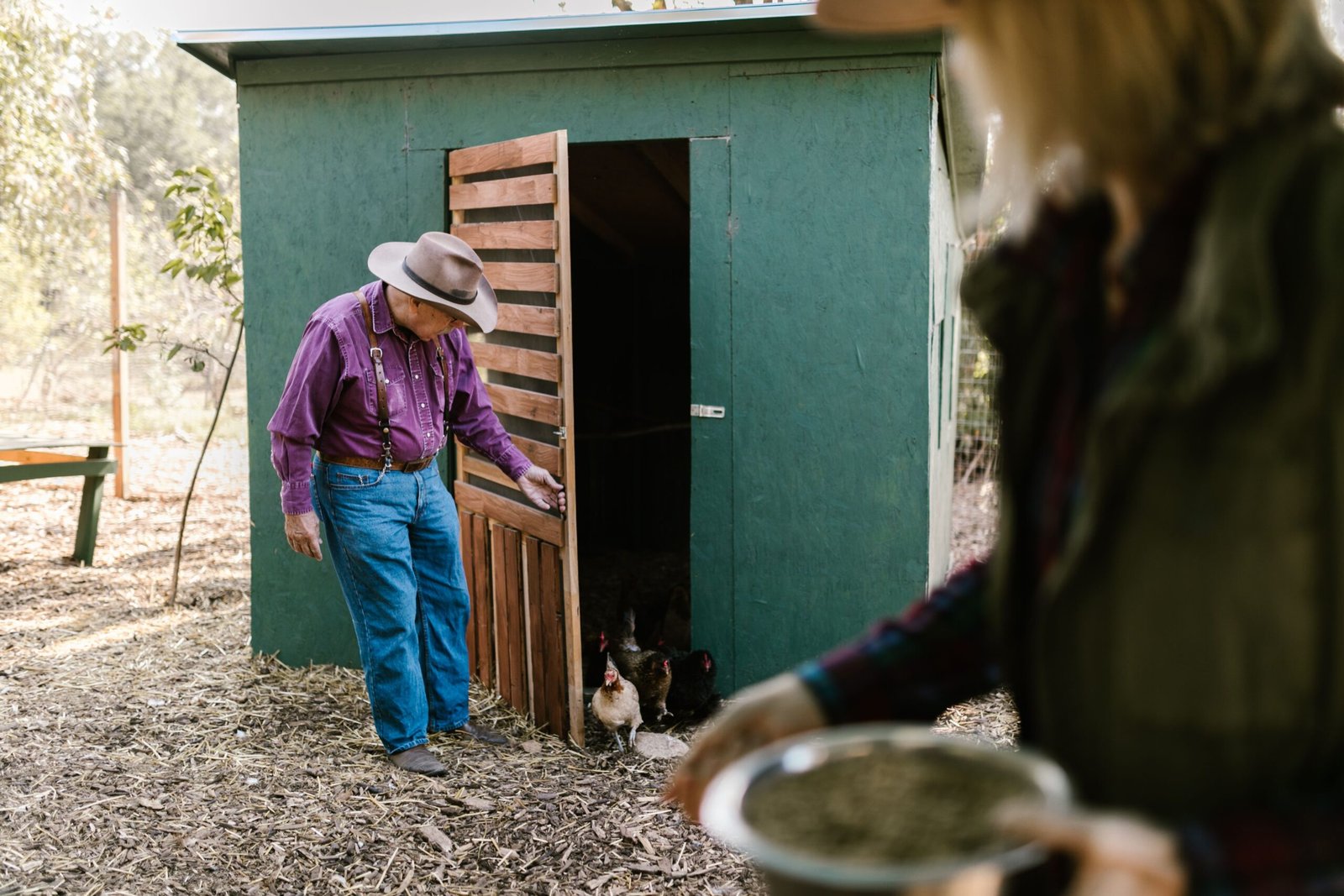 automatic chicken coop doors for roosters