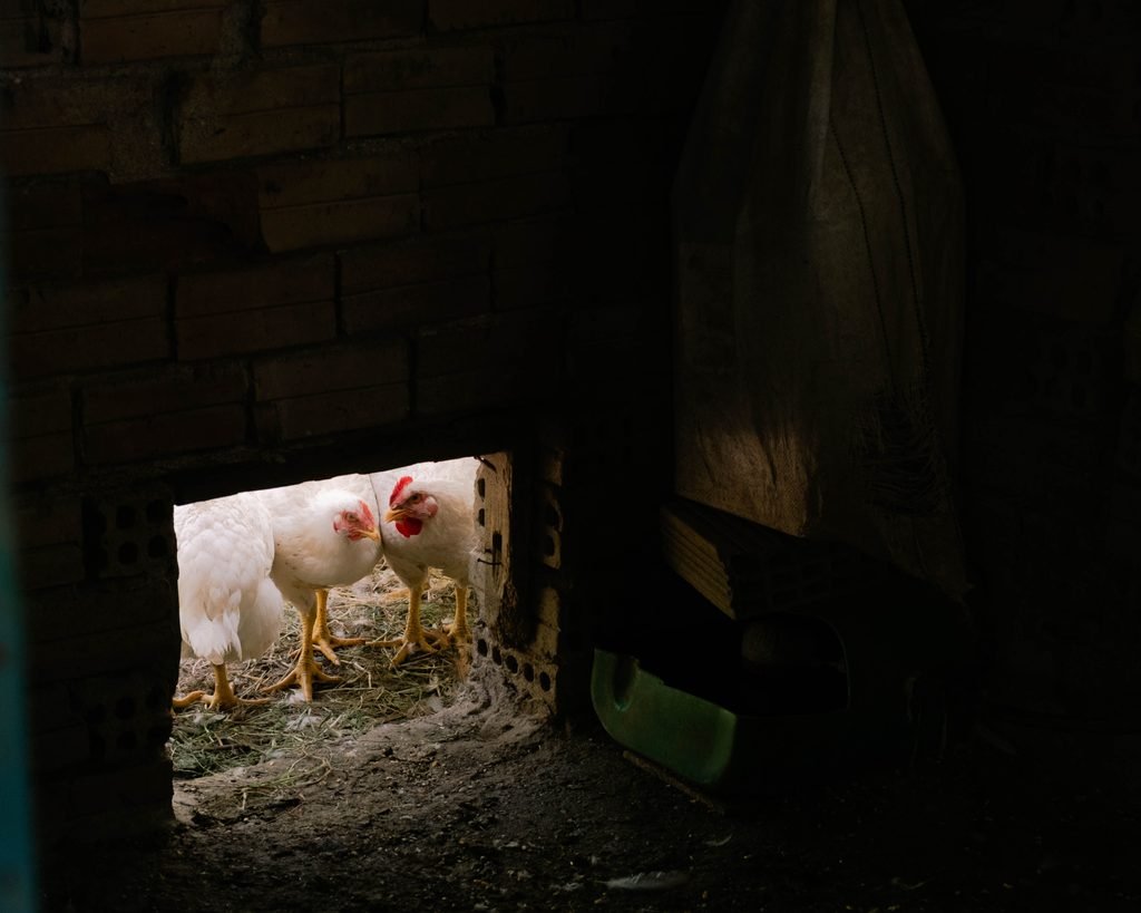 Multiple roosters picking through their coop entrance