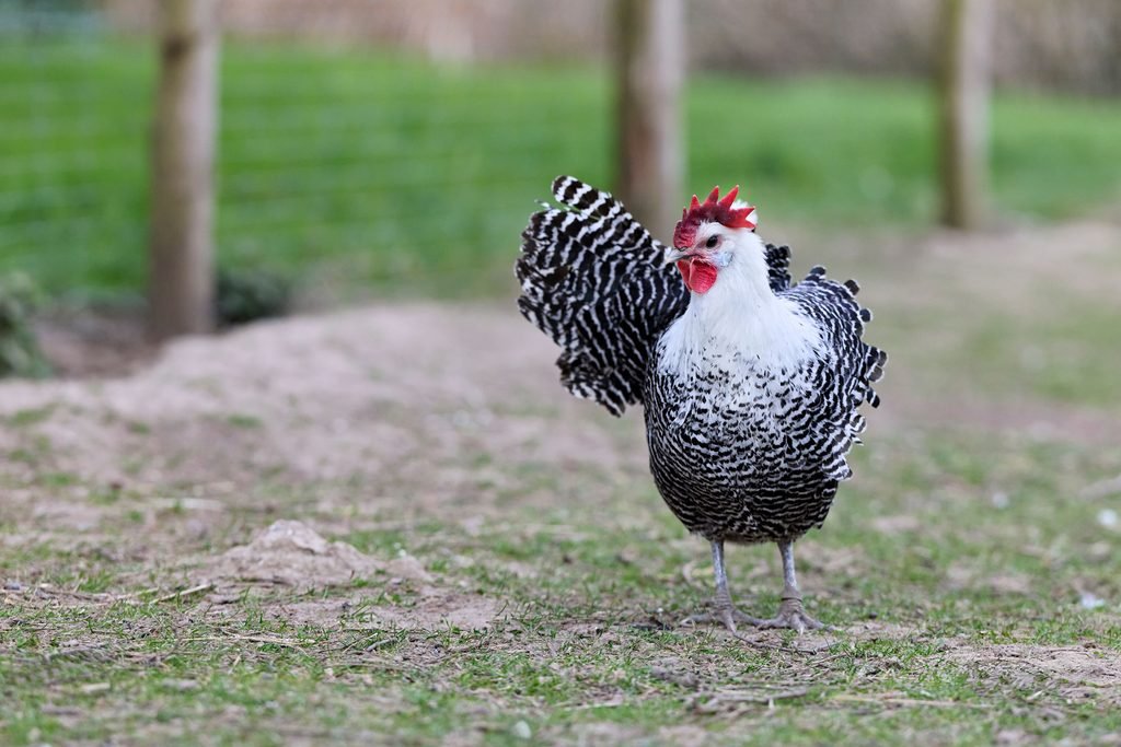 A bantam breed