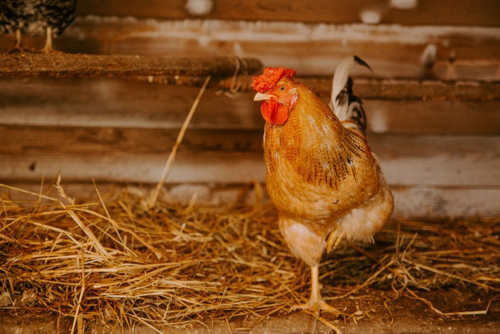 A dry rooster coop