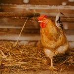 Can You Keep a Rooster in a Small Backyard? A dry rooster coop