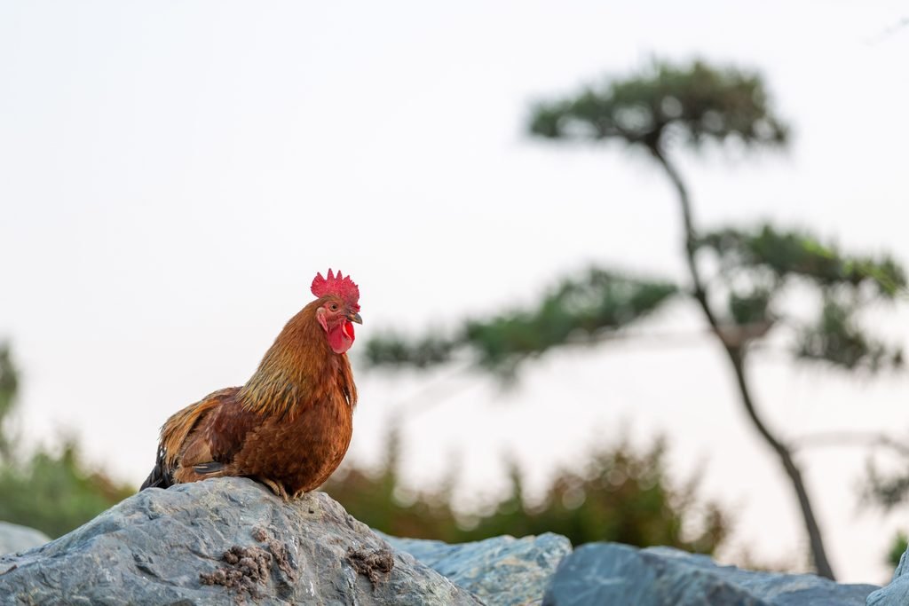 A rooster sitting on a rock fence