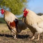 Does Having More Than One Rooster Make Them Crow More? does having more than one rooster make them crow more