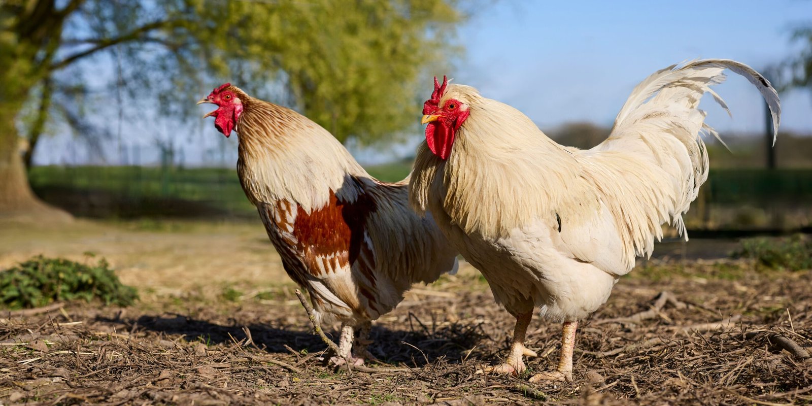 does having more than one rooster make them crow more