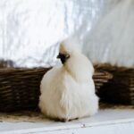 How Loud Is a Silkie Rooster? how loud is a silkie rooster