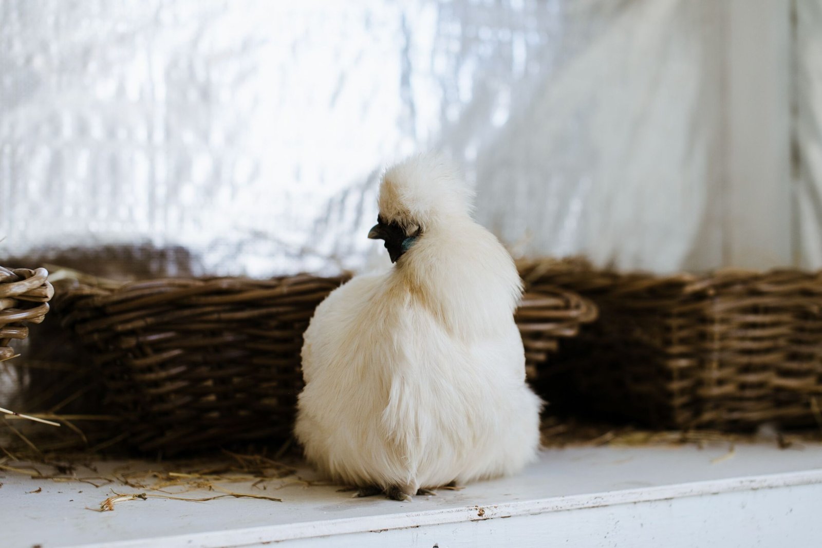 how loud is a silkie rooster