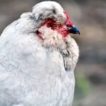 are silkie roosters quiet