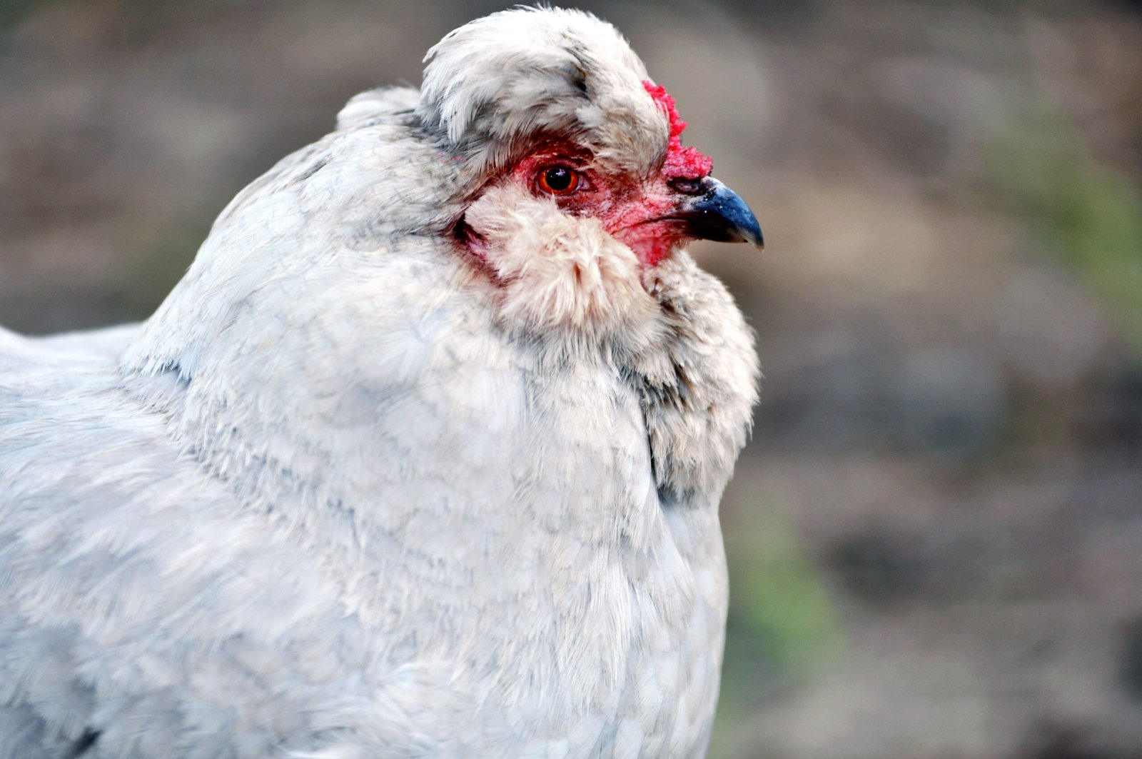 are silkie roosters quiet