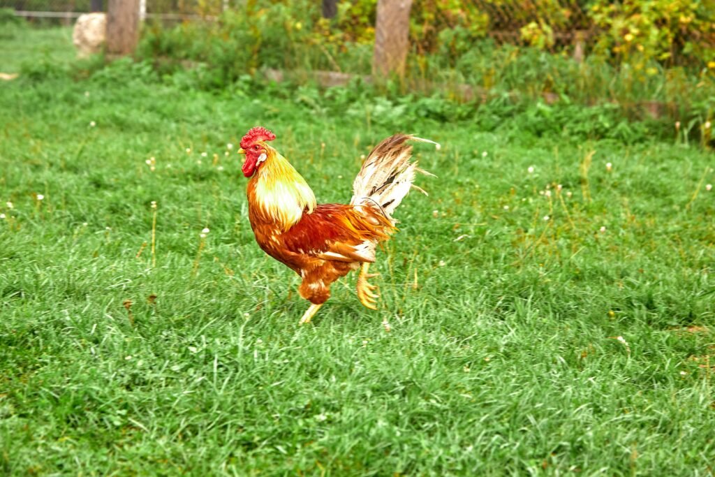 Rooster in backyard