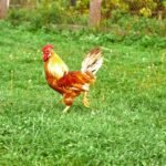 Rooster in backyard