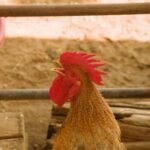 Does Keeping a Rooster in the Coop Longer Reduce Noise? does keeping a rooster in the coop longer reduce noise