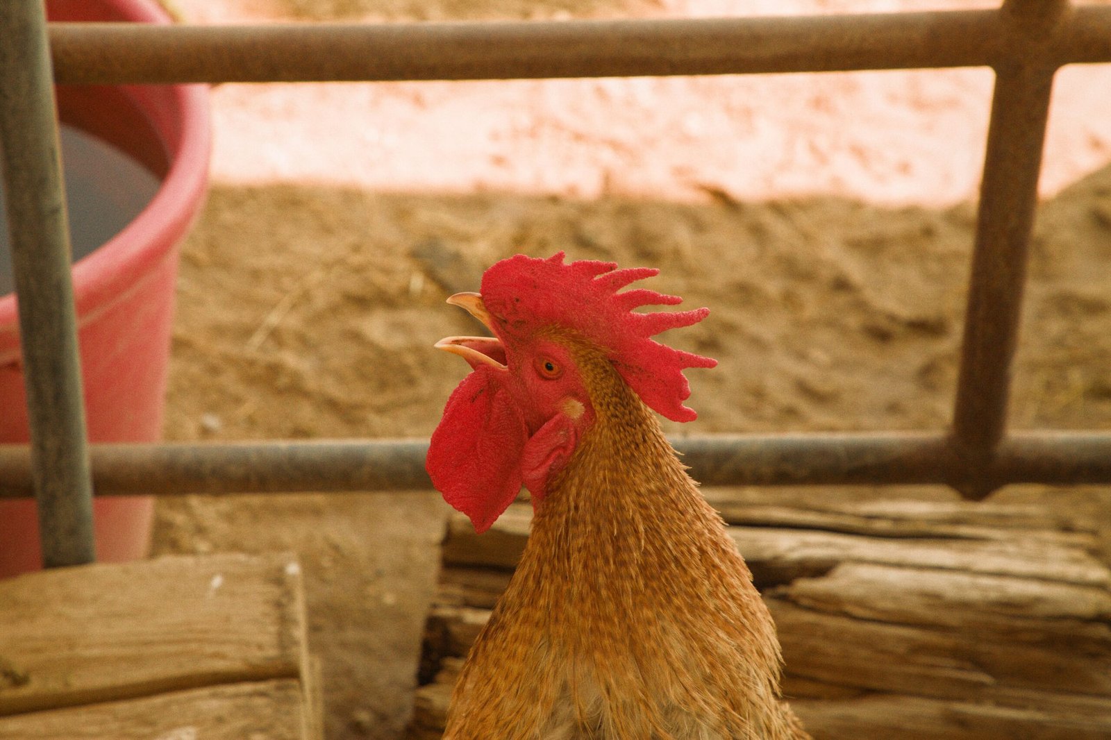 does keeping a rooster in the coop longer reduce noise