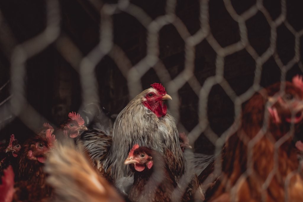 Multiple roosters in coop