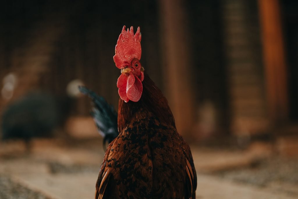 A rooster outside