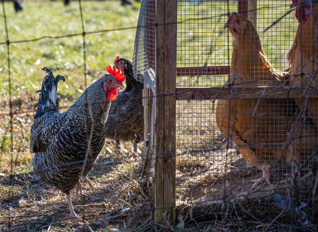 Multiple roosters living together in a flock