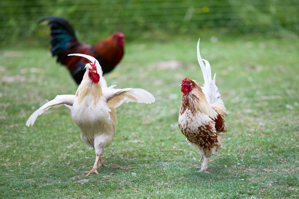Multiple roosters in backyard