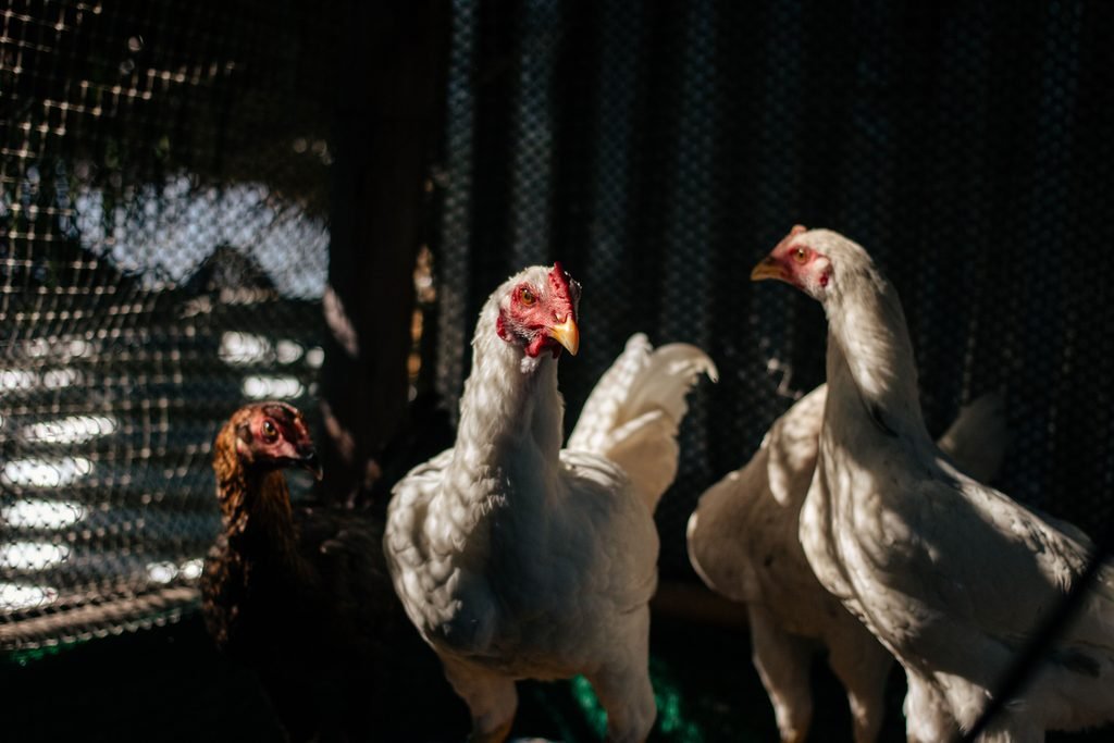 Multiple roosters in a coop