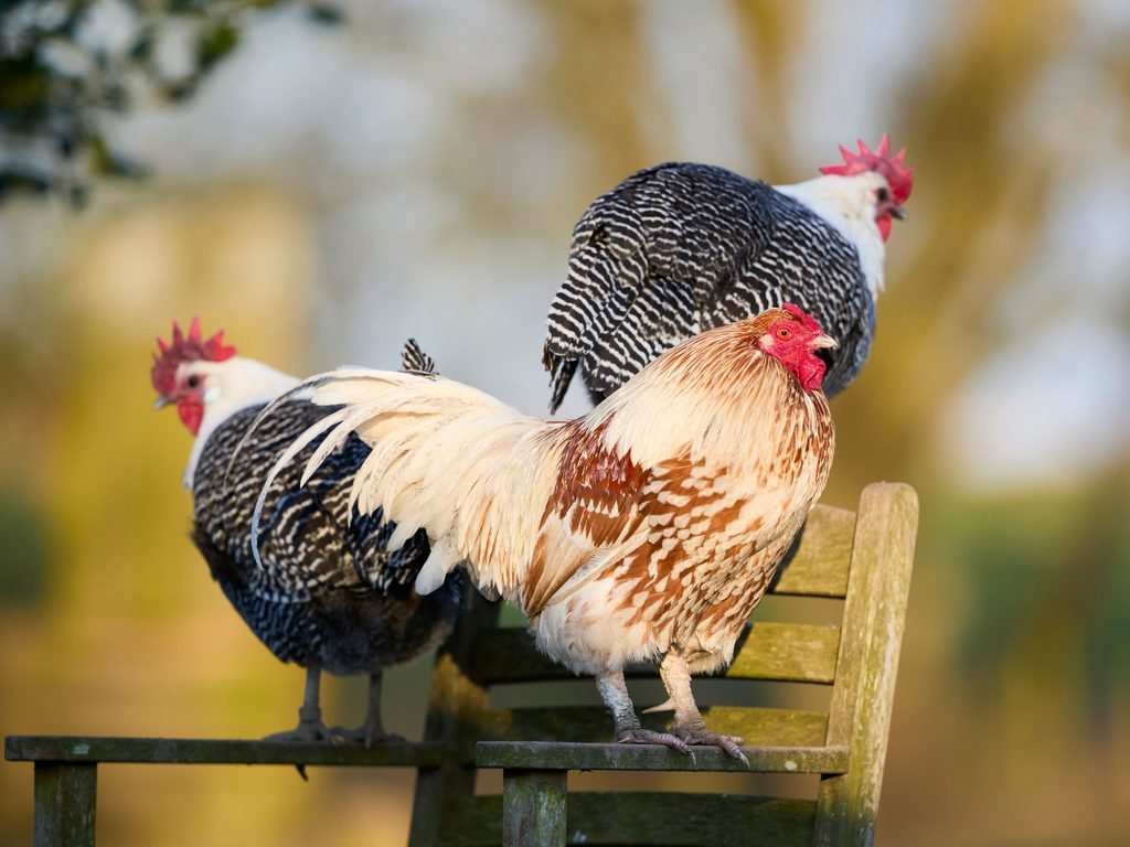 multiple roosters