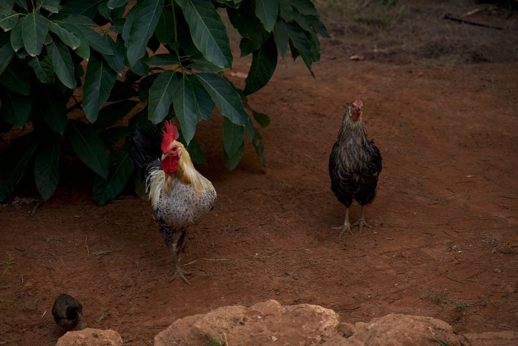 Roosters walking outdoor