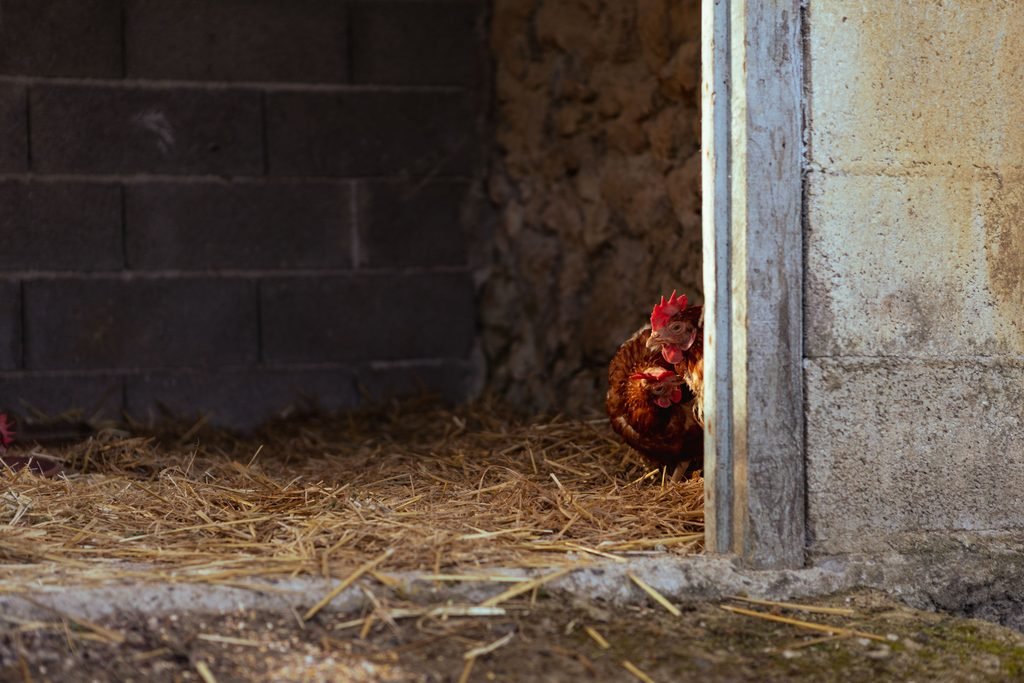 Roosters in a brick coop