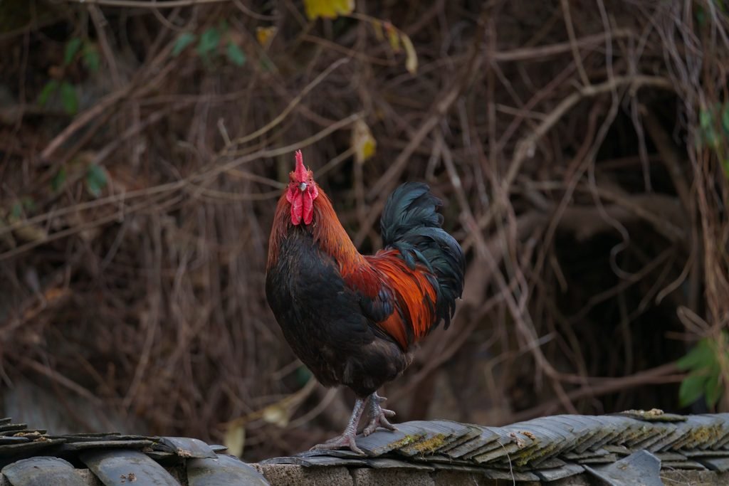 A rooster sitting on roof