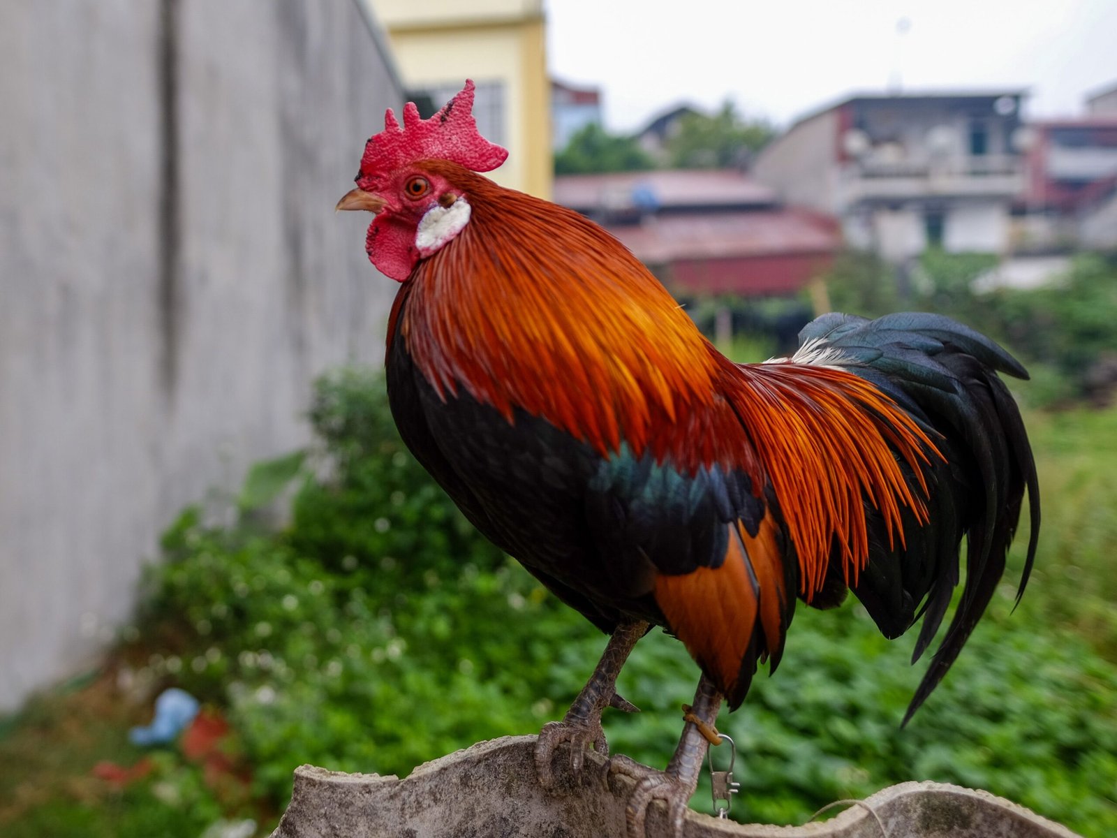 why does my rooster crow at 4 am