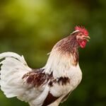 how far away can you hear a rooster crow