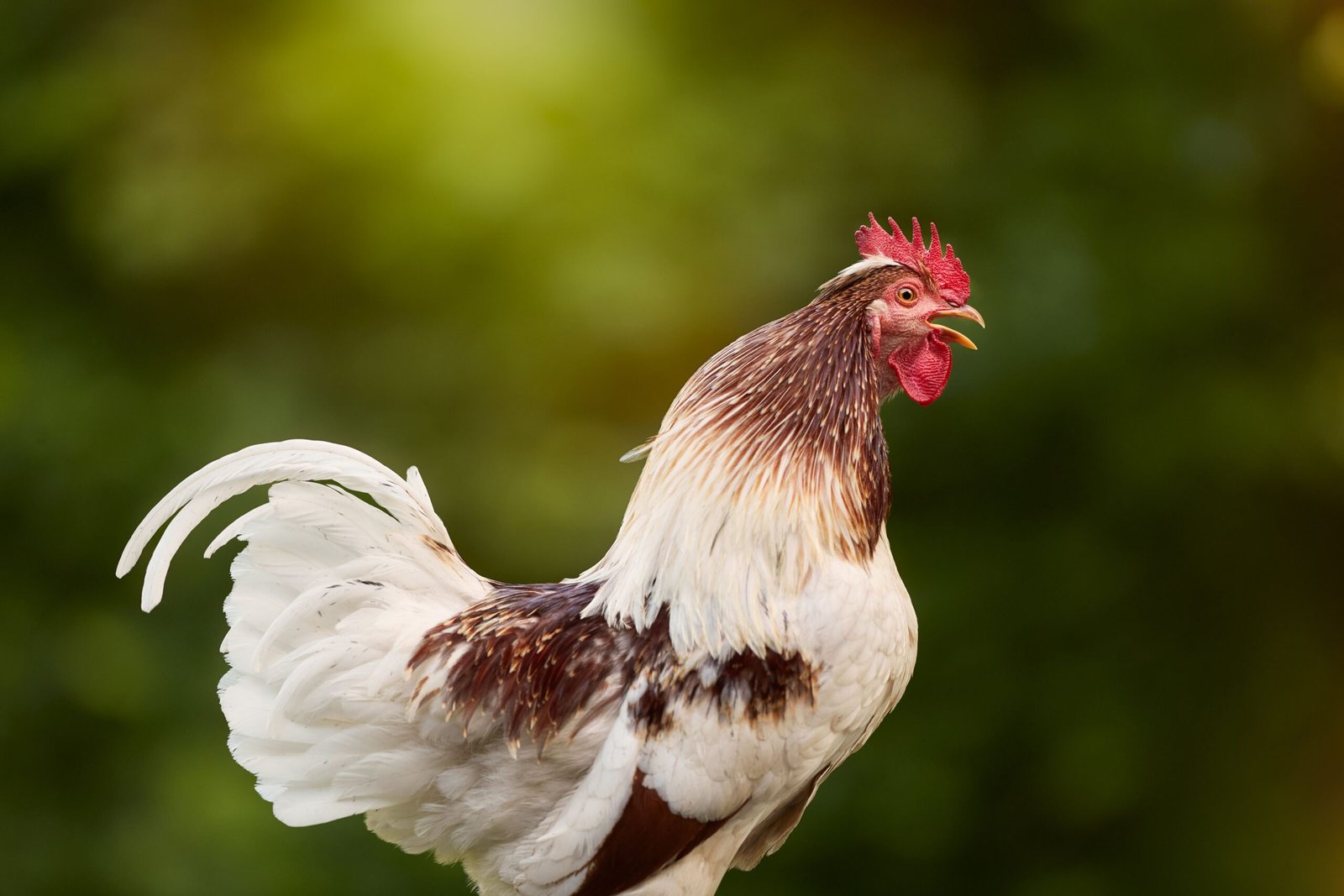 how far away can you hear a rooster crow