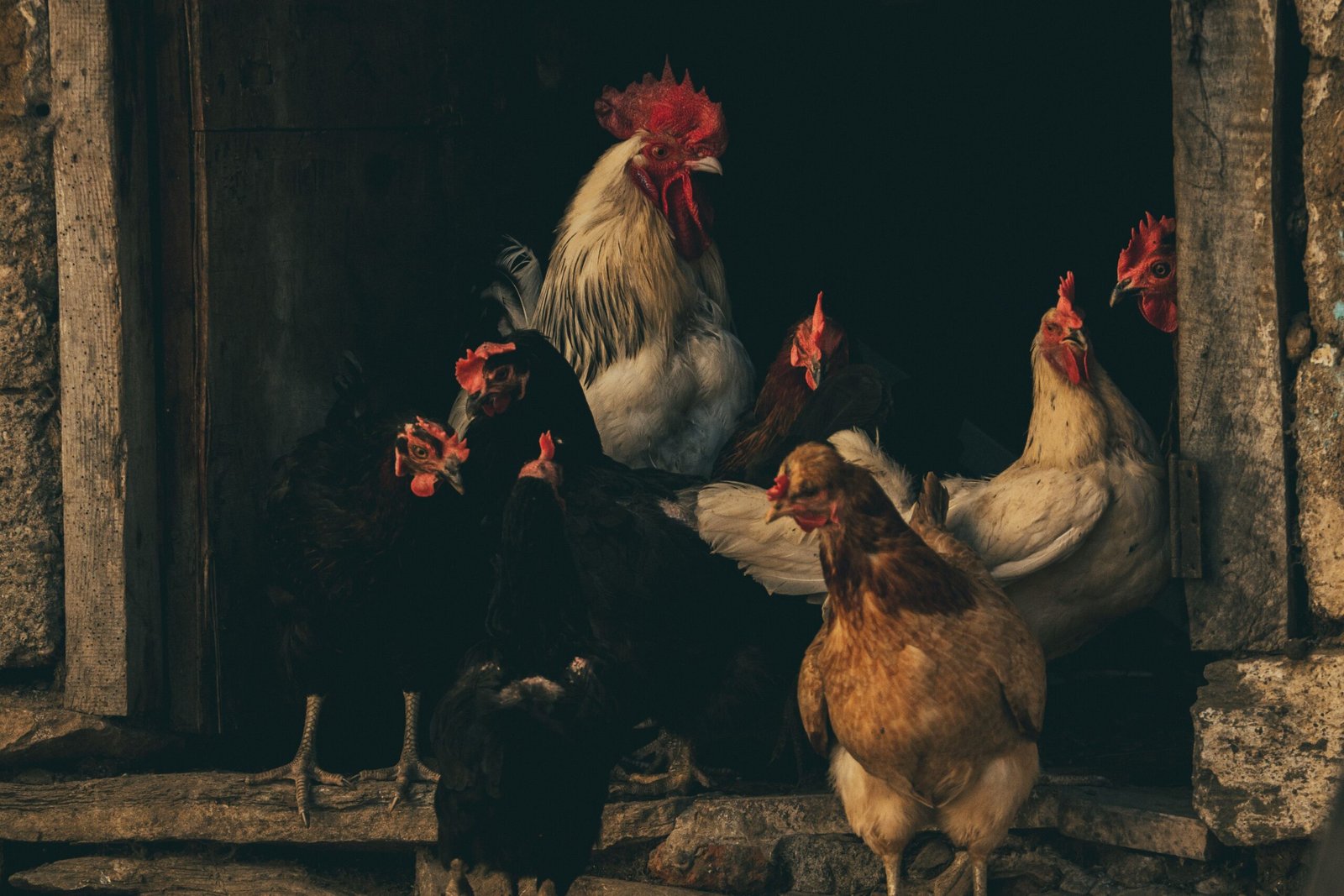 why does my rooster crow at night